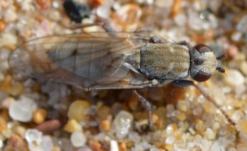 Helcomyza ustulata